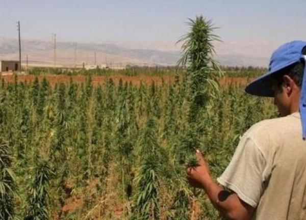 العشرات من قرى جبال الريف مهددة بالعطش بسبب جشع بارونات المخدرات في استنزاف الفرشات المائية