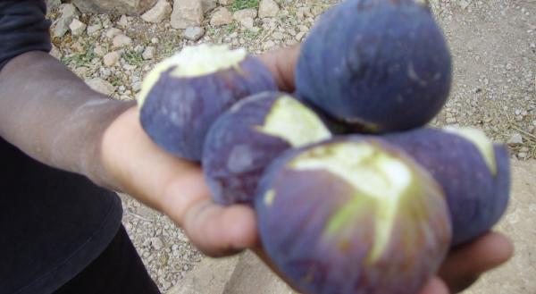 جني التين بواحة مكون..أنواع مختلفة و ثقافة متجذرة