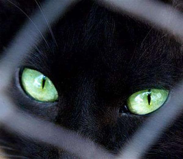 التعايش مع الجن بين الخرافة و العلم