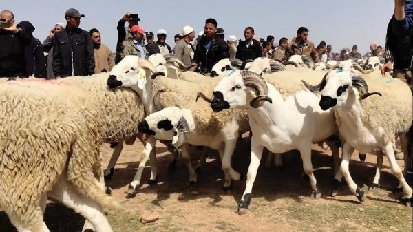 غلاء الأعلاف وعودة مغاربة العالم يلهبان أسعار "الأكباش" على بعد أيام قليلة من العيد