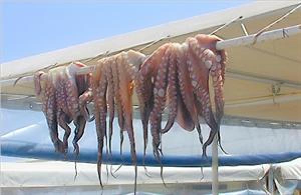 فترة للراحة البيولوجية بمصايد الأخطبوط على طول الساحل المغربي 