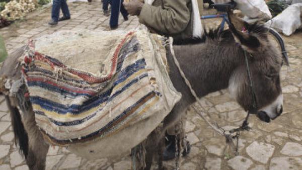 طنجة : العثور على رأس حمار مقطوع أمام منزل رجل سلطة