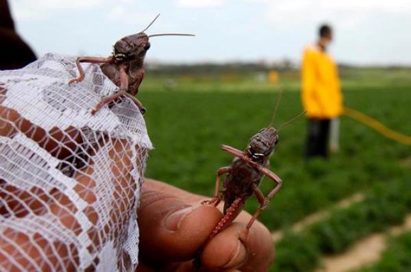 زحف "الجراد" يهدد المحاصيل الزراعية بشمال المملكة.. استنفار واسع لمواجهة "آفة" قد تدمر الموسم الفلاحي
