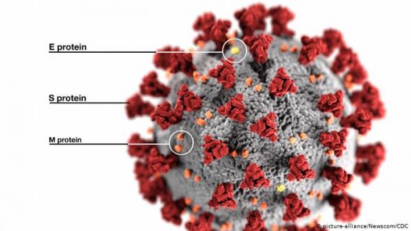 دراسة جديدة:"بروتين سبايك" مفتاح لغز فيروس كورونا!