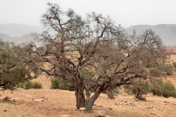 بالأمم المتحدة، معرض للصور يسلط الضوء على شجرة "الأركان"، المتوطنة في المغرب