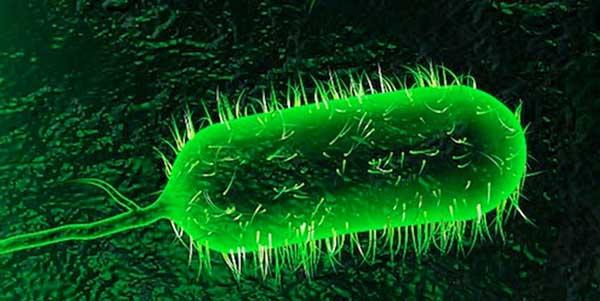 حالة من الرعب بالمناطق الشرقية عقب إصابة عشرات الحالات بالجزائر بداء خبيث