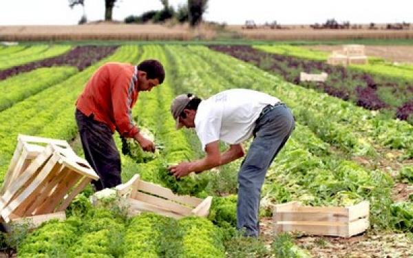 الفلاحون المغاربة ينتظرون موسما فلاحيا 'جيدا'