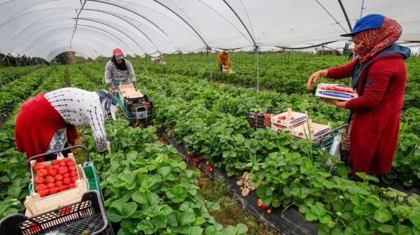 معدل نمو الصادرات الزراعية يضع المغرب في مرتبة متقدمة عالميا