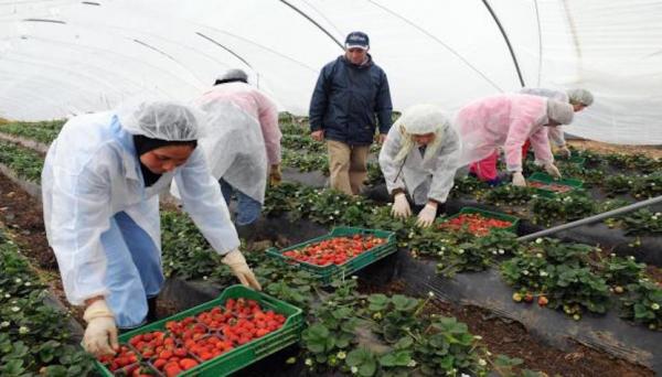 معلومات مفصلة عن شروط وتاريخ السفر بالنسبة للراغبات في العمل بالحقول الإسبانية