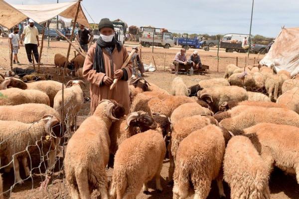 المغاربة يطلقون حملة لمقاطعة "الحولي" وهاشتاغ "خليه يبعبع" يصل إلى وسائل الإعلام الأجنبية