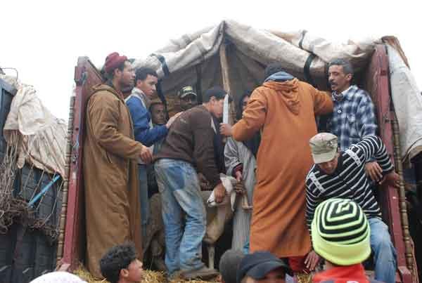 وهم على مشارف الانتهاء من مغامرة «تسمين» حولي العيد