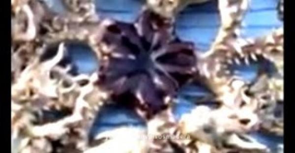 بالفيديو.. وحش مائي غريب يظهر على جزيرة ماليزية