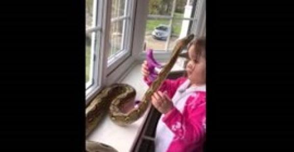 بالفيديو.. طفلة شجاعة تلعب مع ثعبان وتعانقه