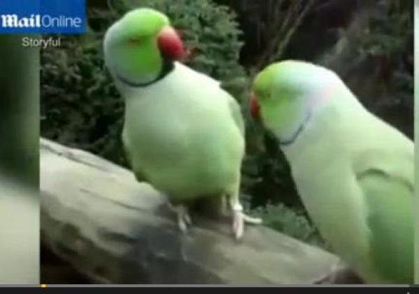 بالفيديو: ببغاوان "يتشاجران" على طريقة البشر