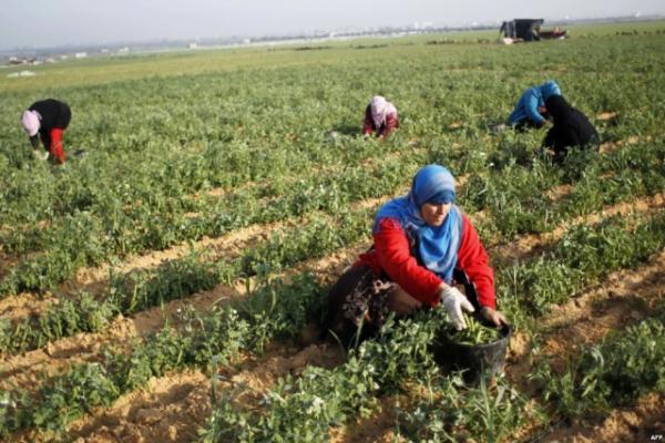 مراكش ..الدعوة إلى ضرورة تأهيل وتثمين قطاع النباتات الطبية والعطرية بالمغرب