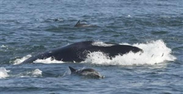 غواص ينجو بحياته أمام حوت عملاق (فيديو )