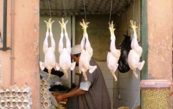 تصدير الدواجن يرفع أسعارها في السوق المغربية