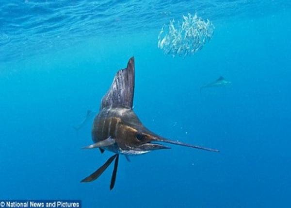 «سفاح البحار».. أسرع سمكة في العالم