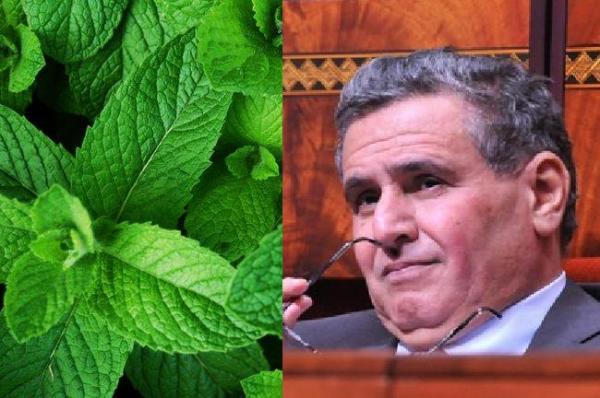 بسبب "النعناع الفاسد".. برلمانية تُساءل أخنوش (وثيقة)