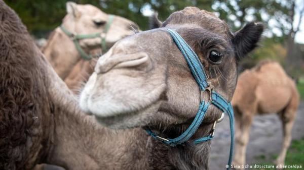 السلطات السعودية تعتقل وافدا بسبب إجرائه عمليات تجميل للإبل لرفع أسعارها