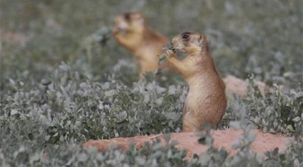 الطاعون يعود للولايات المتحدة