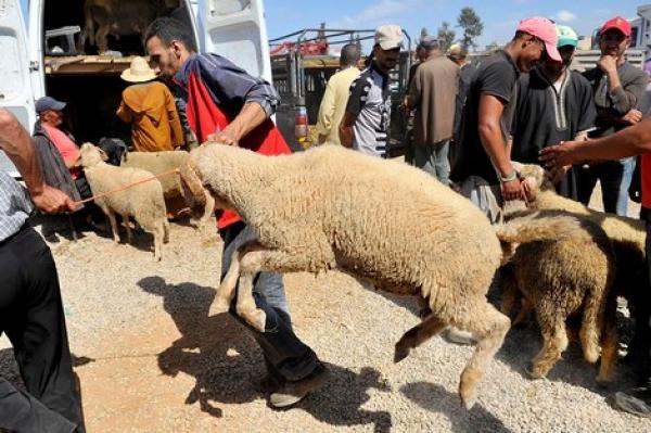 عيد الأضحى بالمغرب... طقوس دينية متجذرة ومهن موسمية