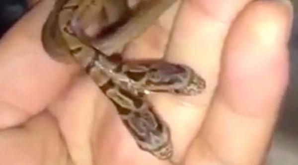 بالفيديو: مصور يعثر على أفعى برأسين في الغابة