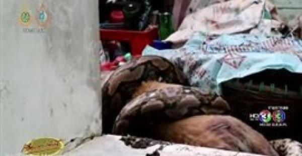 بالفيديو.. لحظة التهام أفعى ضخمة كلبا أمام صاحبته