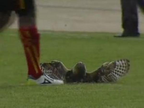 السجن والغرامة ينتظران \"قاتل البومة\"!