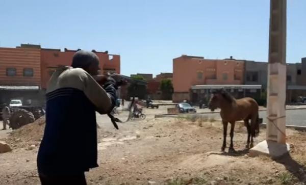 مركز حقوقي يدخل على خط فيديو قتل حصان بوحشية من طرف السلطات ويطالب بفتح تحقيق عاجل