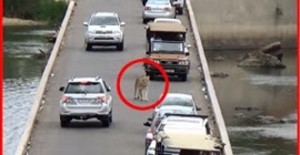 بالفيديو.. أسد يعطل حركة المرور في جنوب أفريقيا