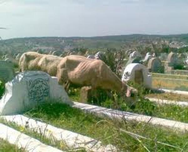 إحداث مقبرة جماعية نموذجية بمنطقة الرهراه بطنجة