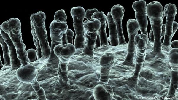 أي الجنسين يقاوم فيروس كورونا الفتاك بفعالية أكبر؟
