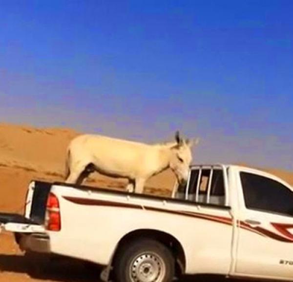 بالفيديو ..شاب سعودي يعذب حمارا وفيسبوكيون يطالبون بمحاسبته