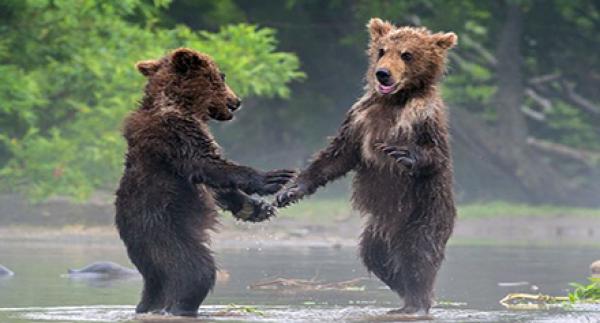 «الدببة» أيضا تتصافح بالأيدي.. في روسيا