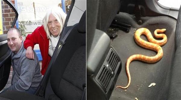 راكبة تنسى أفعى ضخمة داخل سيارة أجرة