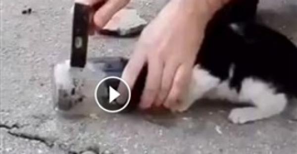 بالفيديو.. لحظة إنقاذ قطة علقت رأسها داخل برطمان زجاجي