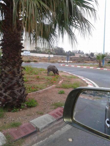 الصورة من أكادير : ما الغريب ؟