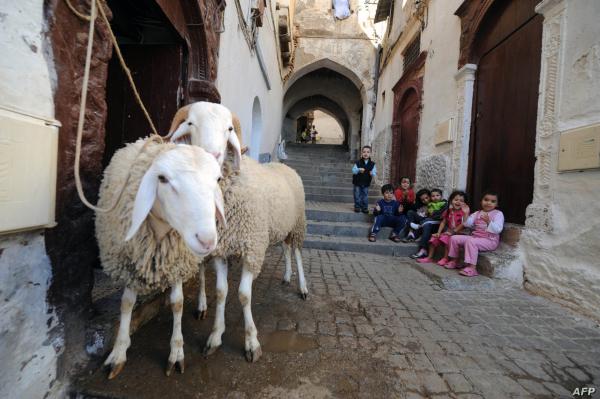 عيد الأضحى في المغرب.. من سنة نبوية إلى طقس اجتماعي شبه إلزامي