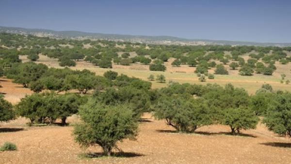 أخنوش: زراعة شجر الأركان الفلاحي بالمغرب ستصل إلى 50 ألف هكتار في أفق سنة 2030