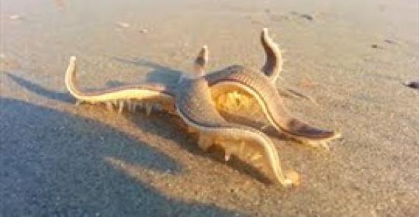 بالفيديو.. مشهد نادر لنجم بحر يمشي على الرمال