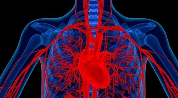 نقص الحديد من أسباب أمراض الشريان التاجي