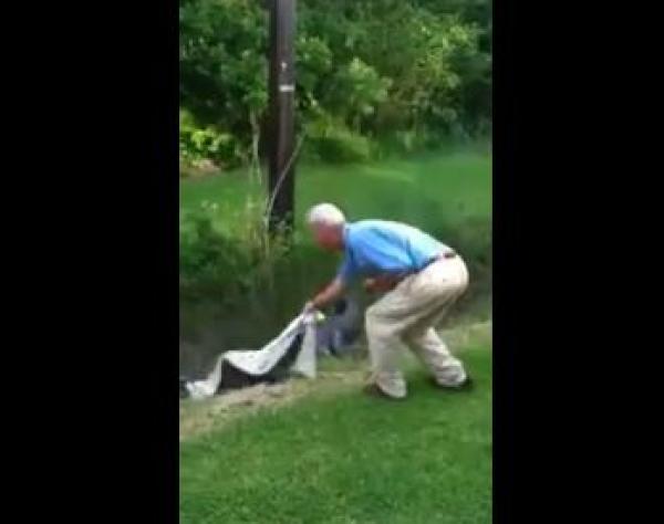 بالفيديو: مسن يحاول استعادة كرة غولف من تحت تمساح