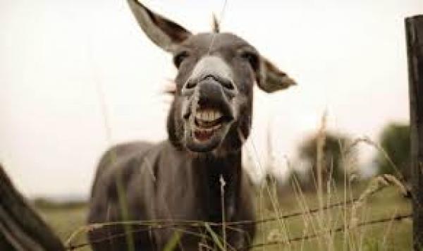 بعد حادث سيدي قاسم  .. فيسبوكيون  يتداولون فيديو يظهر فيه شاب يمارس الجنس على "حمارة"