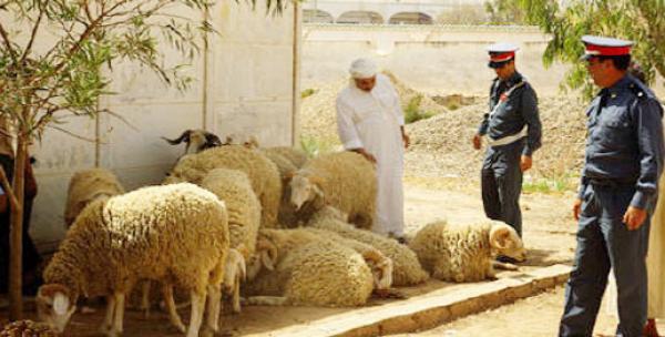 عصابة "الفراقشية" تسرق 124 رأس للغنم والمعز وهذا ماقام به الكساب المحظوظ!