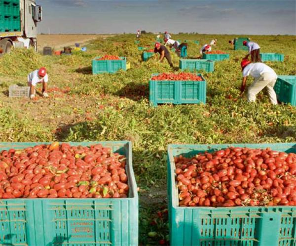 فرصة للمغاربة... مطلوب 30 ألف عامل جديد بإيطاليا والتسجيل مفتوح