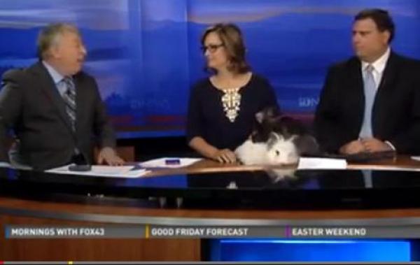 بالفيديو: أرنبان "مغرمان" يحرجان مذيعين مباشرة على الهواء