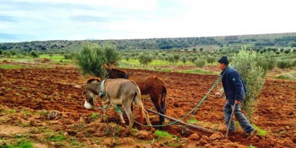 التساقطات المطرية الأخيرة تبشر بالخير وتحيي آمال المغاربة في موسم فلاحي جيد