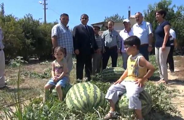 بالفيديو ...أكبر بطيخة في تركيا تزن 58 كيلوغرام