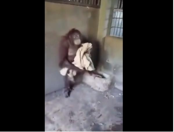 بالفيديو: لن تصدق قدرات هذا القرد العقلية